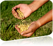 Hands holding harvested soybeans
